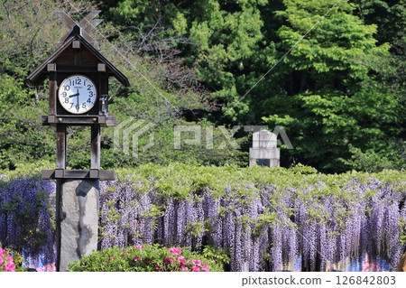 Scenery of the wisteria in full bloom at Tamashiki Park in Kuki City, Saitama Prefecture 126842803