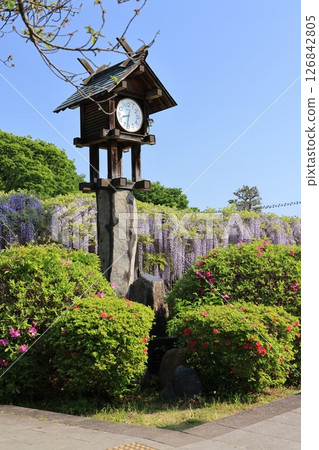 埼玉縣久喜市玉城公園紫藤盛開的景色 126842805