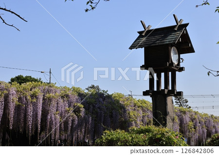 埼玉縣久喜市玉城公園紫藤盛開的景色 126842806