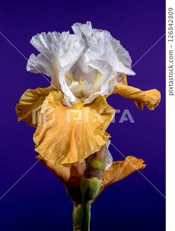 Elegant White and Yellow Bearded Iris on Deep Blue 126842809