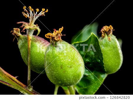 Apple Fruitlets on a Branch Against Black 126842820