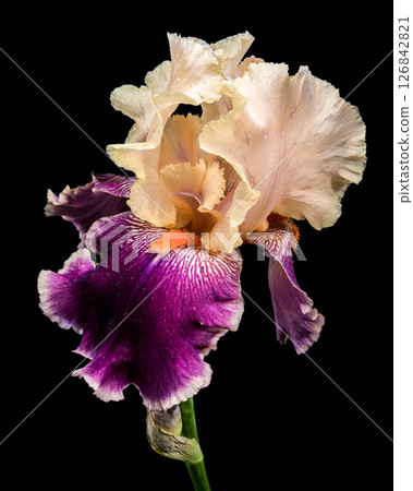 Stunning Cream and Purple Bearded Iris on Black Stunning Cream and Purple Bearded Iris on Black 126842821