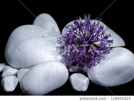 Purple Allium Flower with White Stones on Black Purple Allium Flower with White Stones on Black 126842825