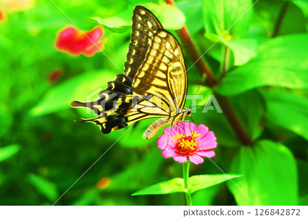 Scenery of a swallowtail butterfly resting on a zinnia flower Scenery of a swallowtail butterfly resting on a zinnia flower 126842872