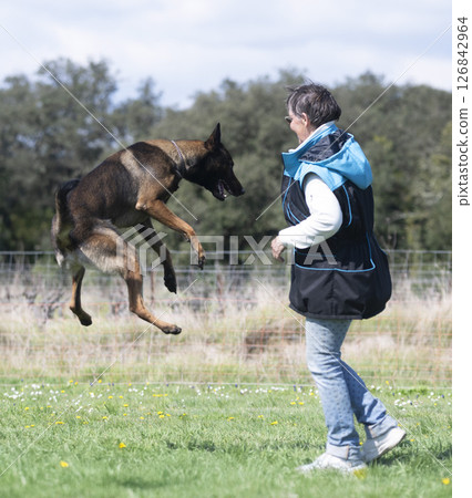 obedience training with a malinois 126842964