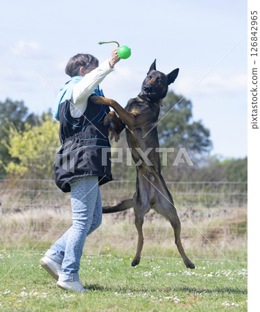 obedience training with a malinois 126842965