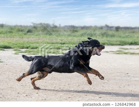 training of rottweiler 126842968