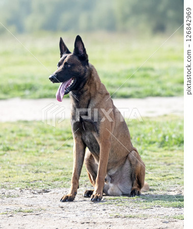 training of belgian shepherd training of belgian shepherd 126842969