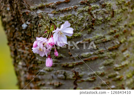 Cherry Blossom on the Tree Bark, a stunning display of natures beauty and charm 126843410