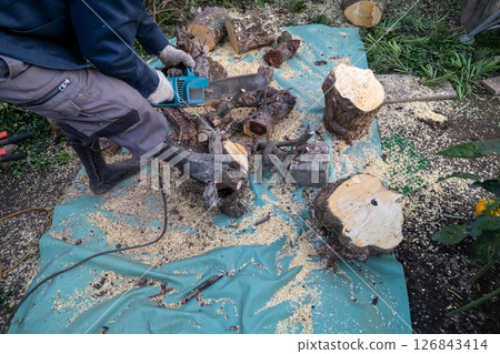 Cutting felled trees into small pieces with a chainsaw Cutting felled trees into small pieces with a chainsaw 126843414