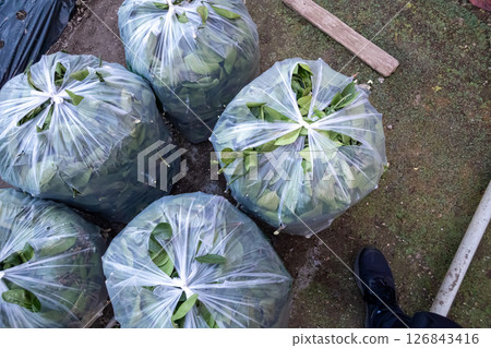 Put pruning waste in a garbage bag 126843416