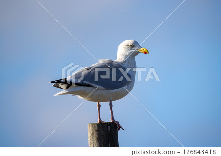 A solitary seagull beautifully perched on a post with a softly blurred sky backdrop behind it 126843418
