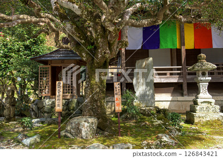 Nyoirinji Temple: Emperor Godaigo's seat stone and an old holly tree, Yoshino, Nara Prefecture 126843421