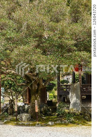 如意輪寺：後醍醐天皇的座石和一棵老冬青樹，奈良縣吉野市 126843720