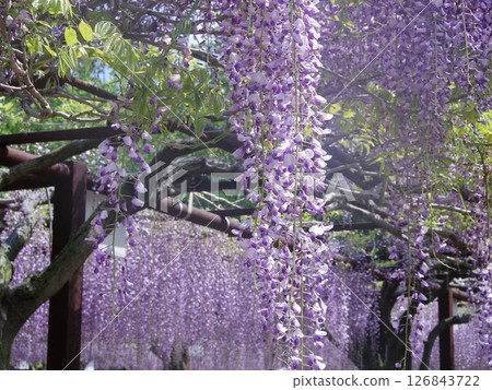 A landscape with wisteria's flowers 126843722