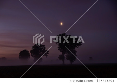 Misty twilight landscape with a moon and tree silhouettes against a beautiful sky 126843893