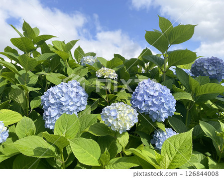 陽光明媚的日子裡的藍色繡球花 126844008