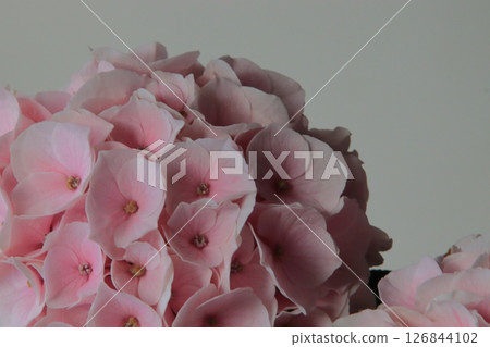 Hydrangea Cotton Candy 126844102