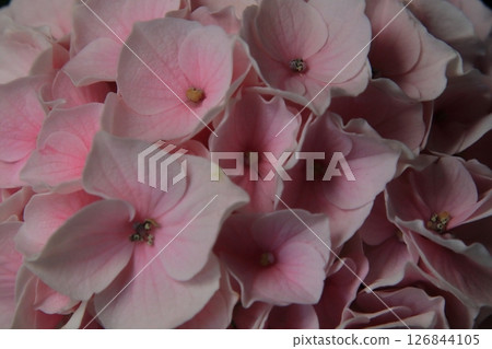 Hydrangea Cotton Candy Hydrangea Cotton Candy 126844105