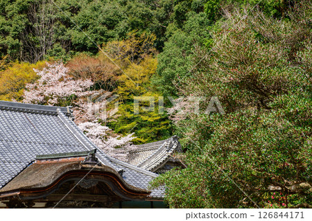Yoshino Nyoirinji Temple: Wild cherry blossoms and acacia trees planted by Masayuki Kusunoki, Nara Prefecture 126844171