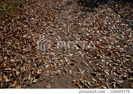 落葉 落葉 126844176