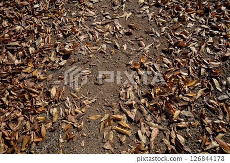 Fallen leaves Fallen leaves 126844178