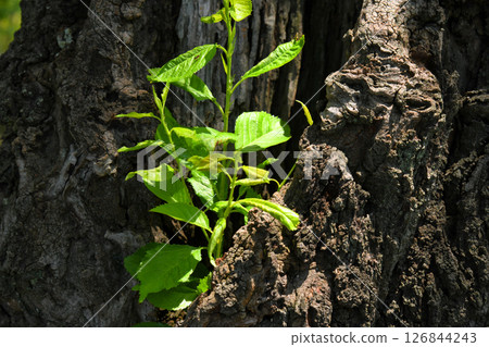 New shoots growing from an old cherry tree New shoots growing from an old cherry tree 126844243