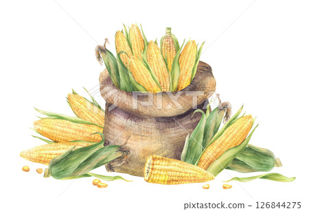 Sack of corncobs. Canvas bag with harvested maize cobs with green husks, kernels. Watercolor agricultural painted illustration for farm food harvest label template, corn oil. Isolated from background 126844275