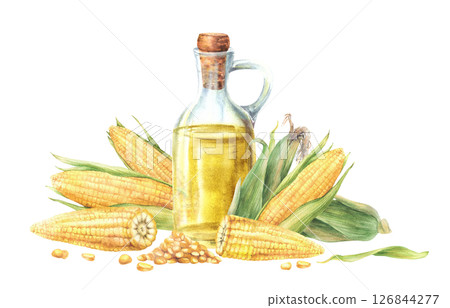 Corn oil glass bottle with fresh sweetcorn, maize cob with husk, whole, cut cobs and kernels. Food, cooking oil label template, farm eco product, menu design. Watercolor painted isolated illustration. 126844277