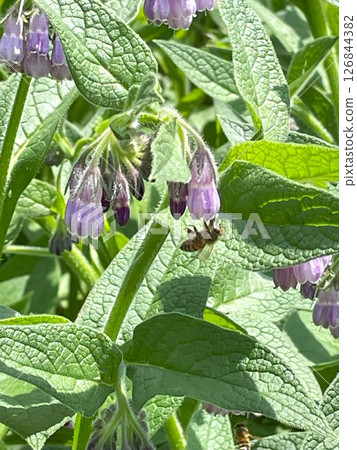 purple flowers are blooming 126844382