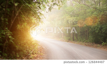 asphalt road through the green forest in a white fog. beautiful atmospheric autumn landscape with golden light with lens flare during sunrise time 126844487