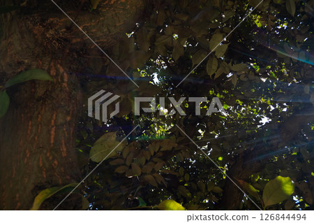 tree, botanic, foliage 126844494