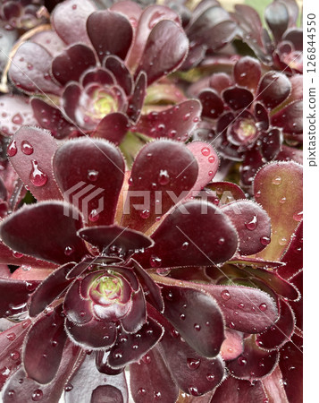 Black porcelain getting wet in the rain Black porcelain getting wet in the rain 126844550