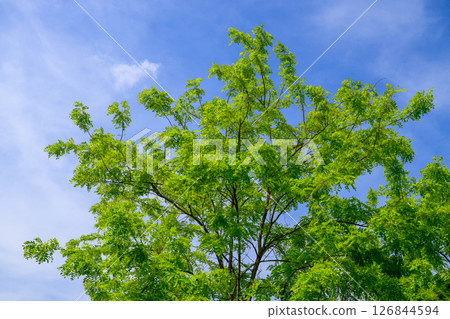Fresh greenery shining against the blue sky 126844594