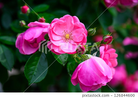 粉紅色的玫瑰花正在綻放 粉紅色的玫瑰花正在綻放 126844600