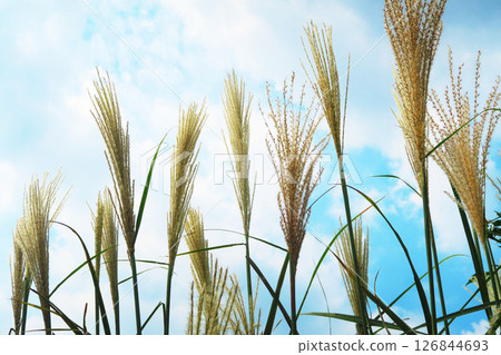 Pampas grass and blue sky scenery Pampas grass and blue sky scenery 126844693