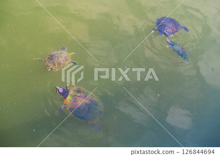 Turtles swimming in the large pond at Toneri Park in Adachi Ward, Tokyo 126844694