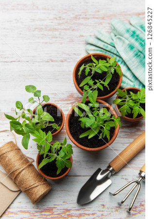 Young plants growing in terracotta pots on rustic white wooden table Young plants growing in terracotta pots on rustic white wooden table 126845227