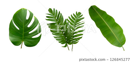 Banana, palm and monstera green leaf tropical plant isolated on white background. 126845277