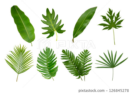 Banana, palm and momstera green leaf tropical plant isolated on white background. 126845278