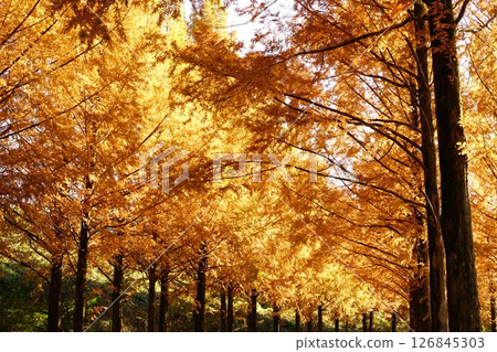 Metasequoia Tunnel Metasequoia Tunnel 126845303