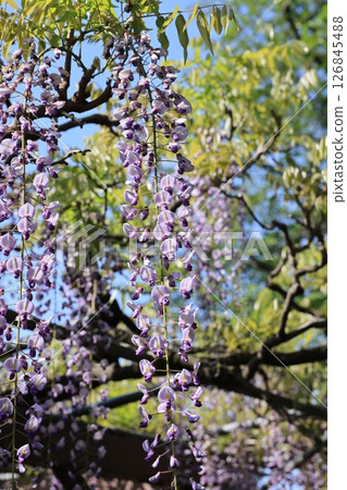 A close-up of wisteria flowers in Tamashiki Park 126845488