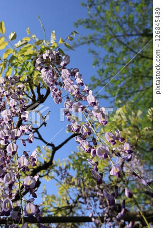 A close-up of wisteria flowers in Tamashiki Park A close-up of wisteria flowers in Tamashiki Park 126845489