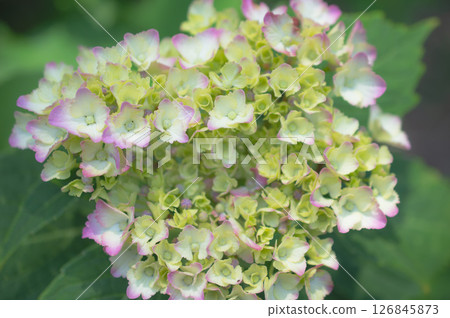 大葉繡球花 大葉繡球花 126845873