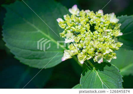 大葉繡球花 126845874