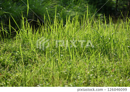Early summer grass Early summer grass 126846099