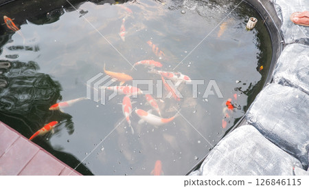 Colorful Koi Fish Swimming in Backyard Pond with Natural Stone Edges 126846115