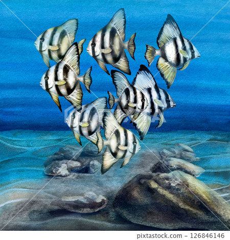 Tropical fish with black stripes and yellow fins. Watercolor realistic platax fish with detailed textures on blue sea background for sea designs, children's books, textiles, snorkeling, diving. 126846146