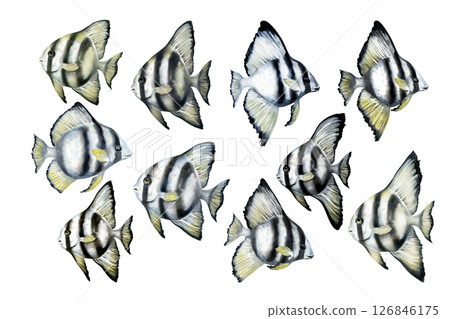 Tropical fish with black stripes and yellow fins. Watercolor realistic platax fish template with detailed textures isolated on white background for sea designs, textiles, snorkeling, diving, eco. Tropical fish with black stripes and yellow fins. Watercolor realistic platax fish template with detailed textures isolated on white background for sea designs, textiles, snorkeling, diving, eco. 126846175