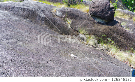 Close-Up of Tropical Rock Surface with Wild Grass 126846185